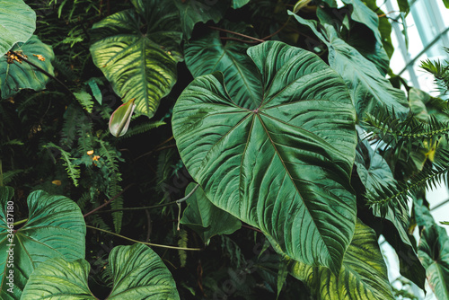 Giant Anthurium formosum leaves in cloud forest growing in tropical environment (Aroid leaves). Lush green foliage background of tropical, exotic leaves