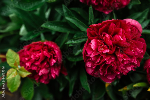 red peonies under raindrops