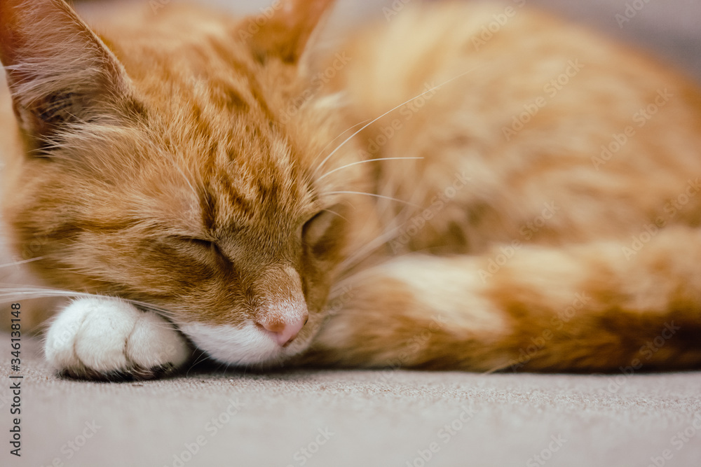 Cat nap. Furry ginger cat with white paws sleeping on the sofa, relaxing in the afternoon. Sleepy and lazy ginger cat