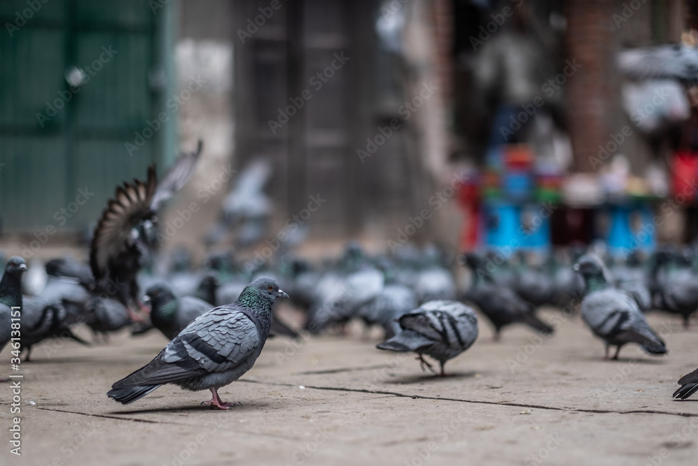 Obraz premium Doves in Kathmandu, Nepal