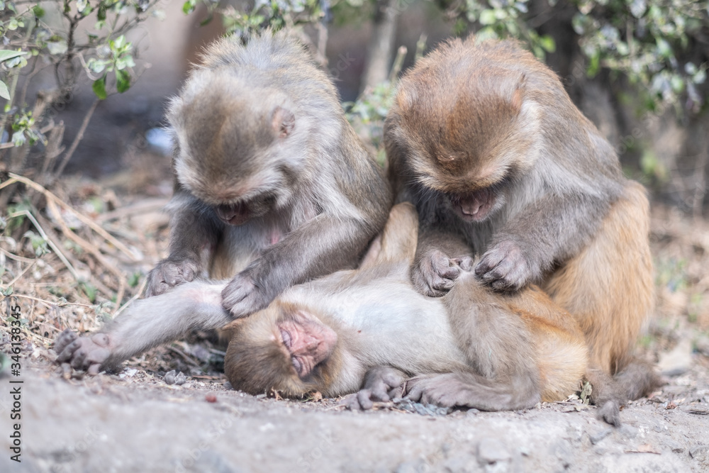 Rhesus macaque family at Monkey temple (Swoyambhu Temple) in Kathmandu, Nepal Rhesus macaque family at Monkey temple (Swoyambhu Temple) in Kathmandu, Nepal