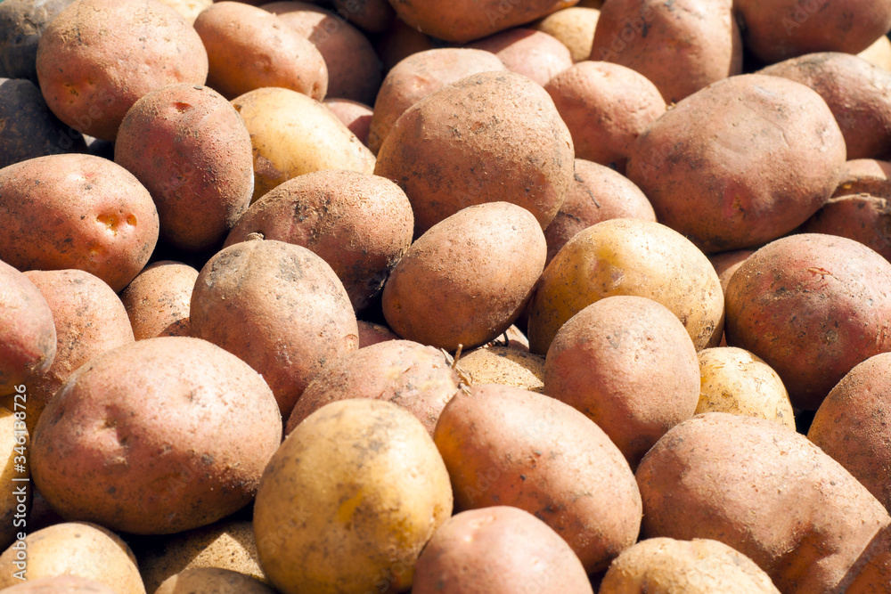 Fresh organic potatoes. A bunch of potato root. Close-up of potato texture. Fresh organic potatoes. A bunch of potato root. Close-up of potato texture.
