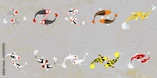 Koi fish vector illustration. Japanese carp and colorful oriental koi in Asia set of Chinese goldfish and traditional fishery. Isolated on grey background.