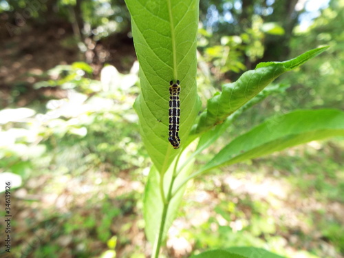 ヒロオビトンボエダシャク 幼虫 larva of moth