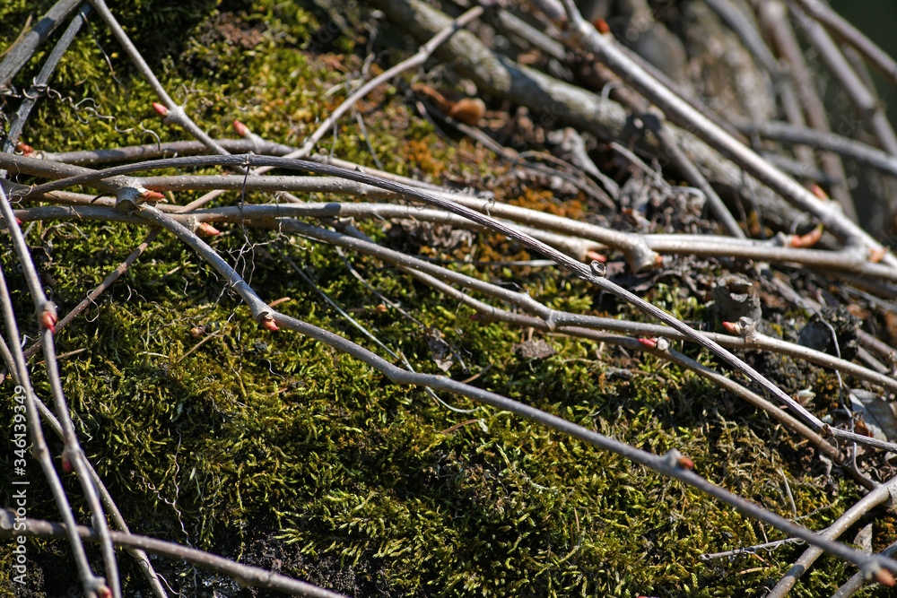 Beautiful background of intertwined twigs and moss. Interesting bare branches of creepers. Beautiful background of intertwined twigs and moss. Interesting bare branches of creepers.