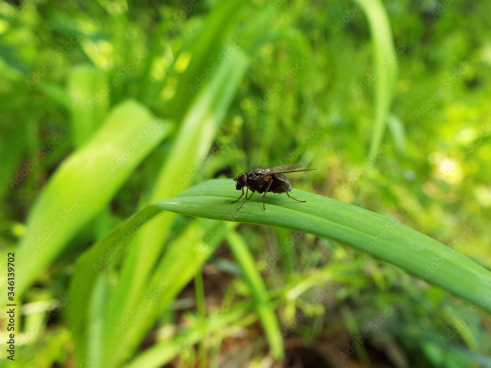 ハエ fly ハエ fly