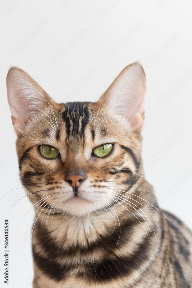A Bengal cat looks at the camera. The eyes are slightly narrowed. Close-up portrait on a white background.