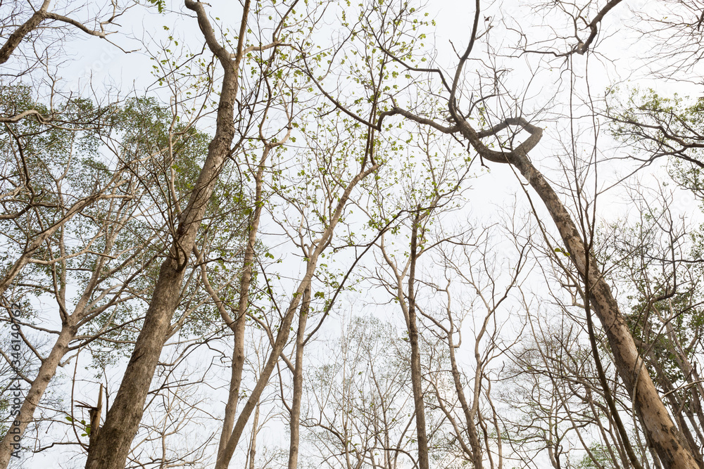Teak Trees in Thailand precious hardwoods one of the last major areas of tropical forest in Asia Teak Trees in Thailand precious hardwoods one of the last major areas of tropical forest in Asia