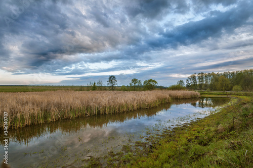 swampy lake with dry reeds against a stormy sky