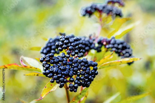 Elderberry bush with black ripe berries in autumn