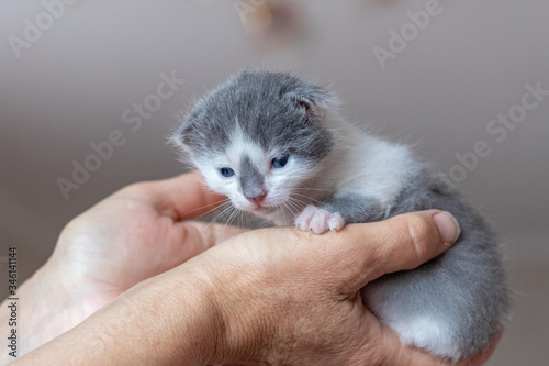 Kitten in the arms of a woman. The woman lifted up a small cat