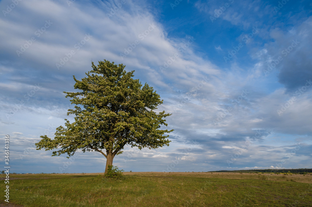 Obraz premium lonely fruit tree against the sky