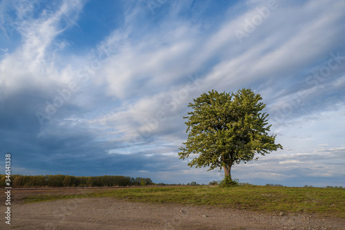 lonely fruit tree against the sky