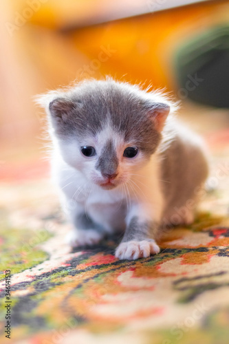 Small kitten in a room on the floor © Volodymyr
