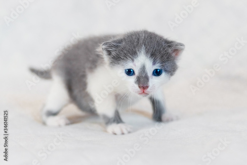 Small kitten in the room on a light background