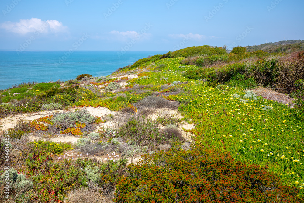 Beautiful blossoming hills along ocean shore in spring on a sunny day. Polvoeira the beach, Portugal, Europe