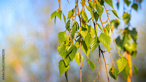 Birch branch with young fresh leaves on a background of sky on a sunny day