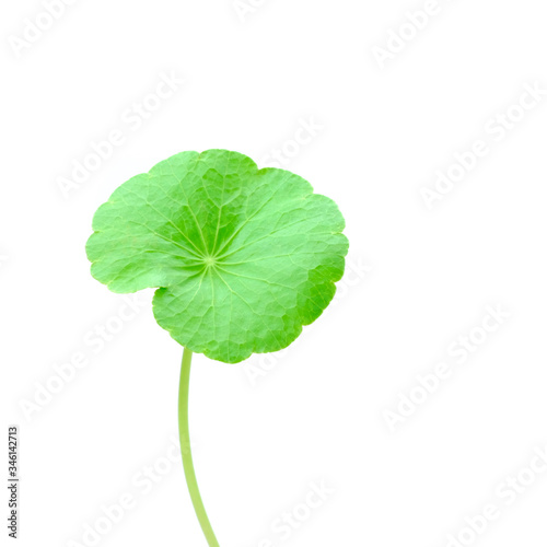 Gotu kola or Centella asiatica leaves with isolated on white background, green Asiatic pennywort or Indian pennywort anti-aging and herbal concept. 