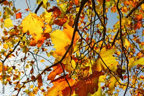 autumn leaves in the wind