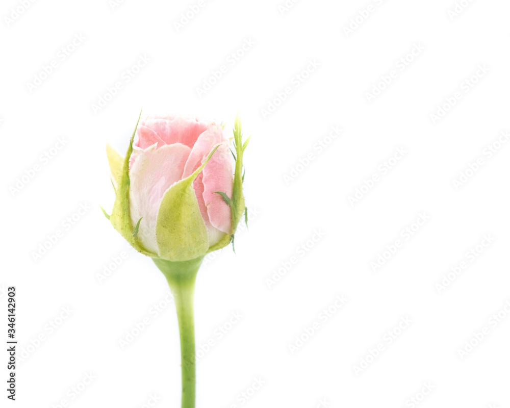 Closeup Pink rose isolated on white background, Valentine and romantic concept.