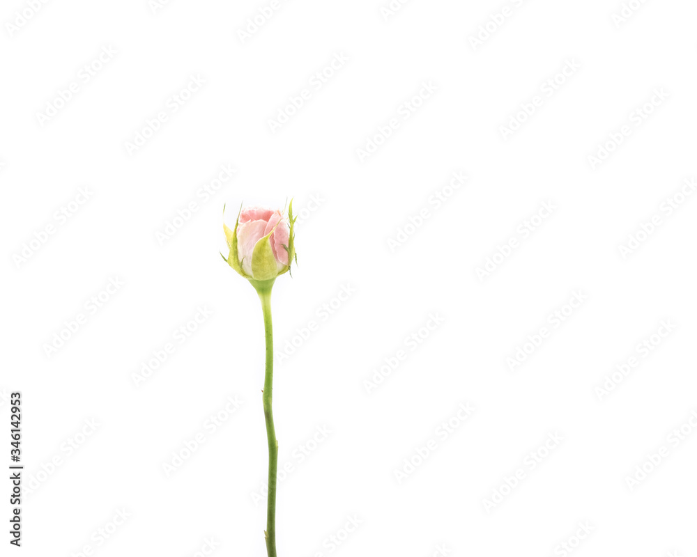 Closeup Pink rose isolated on white background, Valentine and romantic concept.