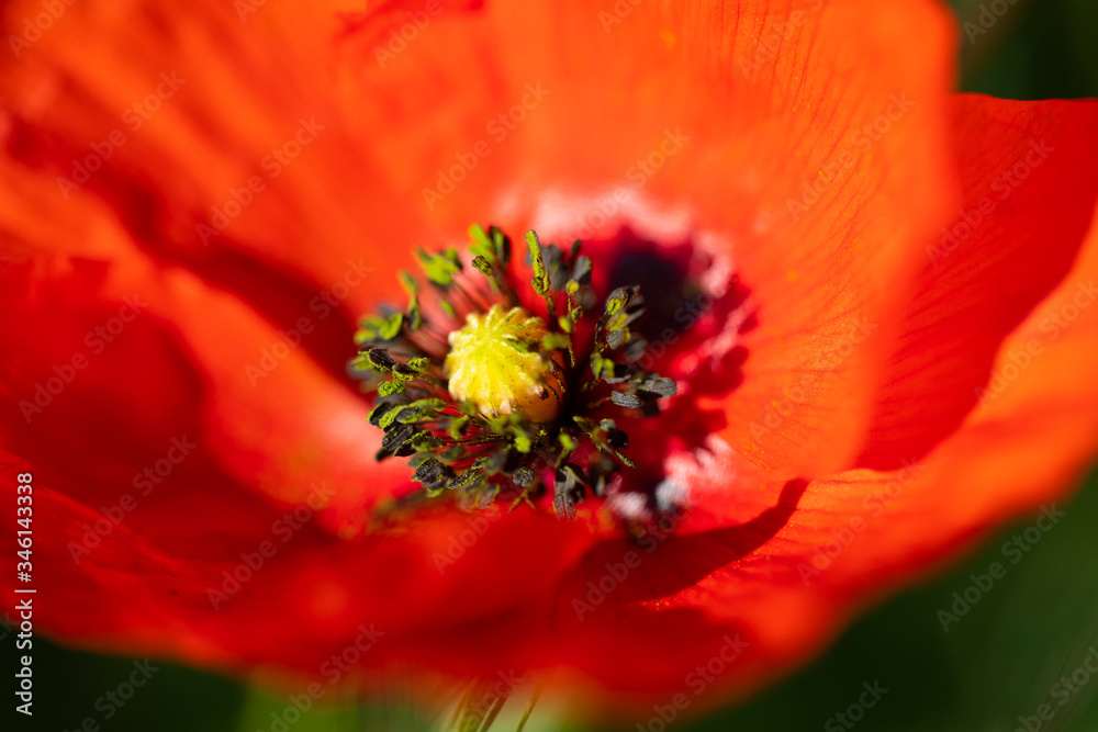 amapola silvestre (Papaver rhoeas L.) amapola silvestre (Papaver rhoeas L.)