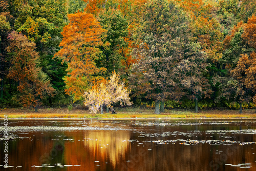 Colorful autumn trees are reflected in the river water. Colorful autumn background
