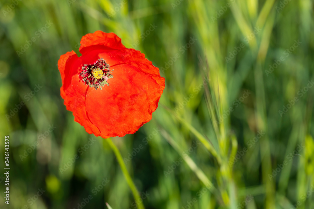 Obraz premium amapola silvestre (Papaver rhoeas L.)
