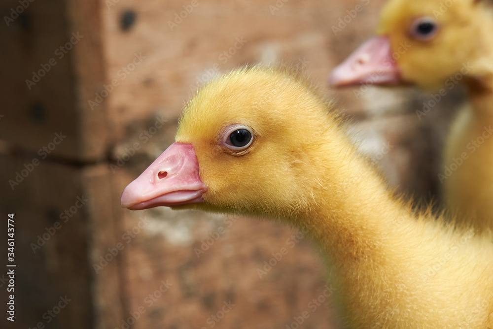 Fototapeta premium Portrait of a small yellow goose. Close up 