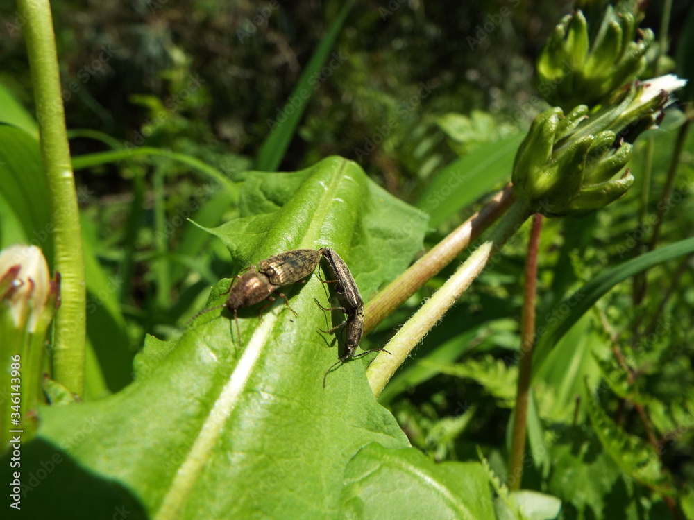 ホソサビキコリ 交尾 bug