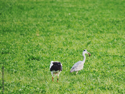 heron eating mouse as prey 