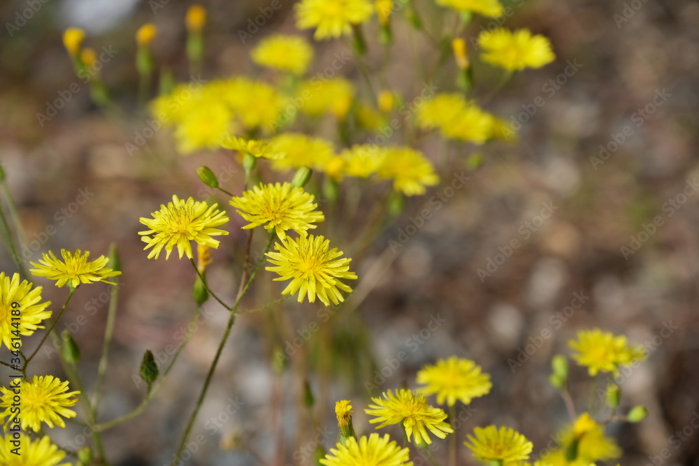 Yellow bright wildflowers.
Blurred background
Floral images for web design.
Yellow bright wildflowers.
Blurred background
Floral images for web design.
