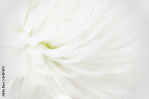 Blurry white flower, Close up petal of white Chrysanthemum flower used for web design and flower background. Soft white abstract flower background. © Oleksandra