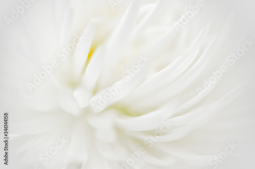 Blurry white flower, Close up petal of white Chrysanthemum flower used for web design and flower background. Soft white abstract flower background. © Oleksandra