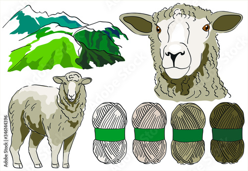 Set sheep farm and sheep's wool. Sheep breeding. Set of vector sketches on a white background. Merino lambs. Merino Wool