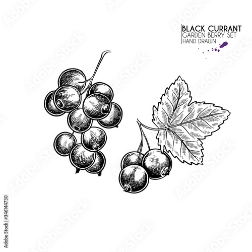 Hand drawn black currant branch, leaf and berry. Engraved vector illustration. Blackberry agriculture plant. Summer harvest, jam or marmalade vegan ingredient. Menu, package, cosmetic and food design.