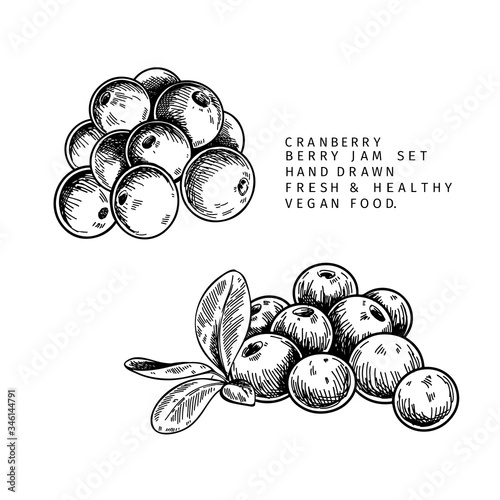 Hand drawn cranberry branch, leaf and berry. Engraved vector illustration. Cowberry, blueberry wild plant. Summer harvest, jam or marmalade vegan ingredient. Menu, package, cosmetic and food designю