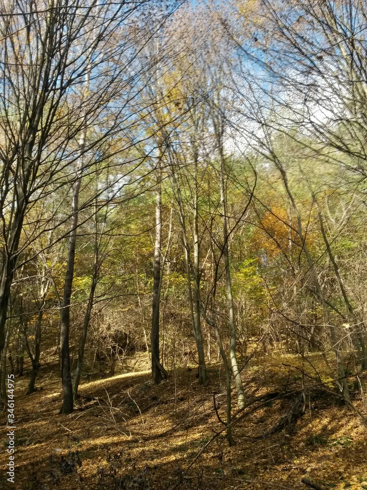 golden forest leaves in autumn season on sunny day