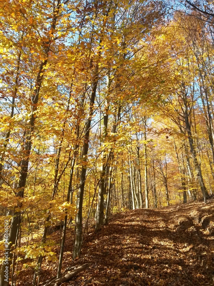 Obraz premium golden forest leaves in autumn season on sunny day