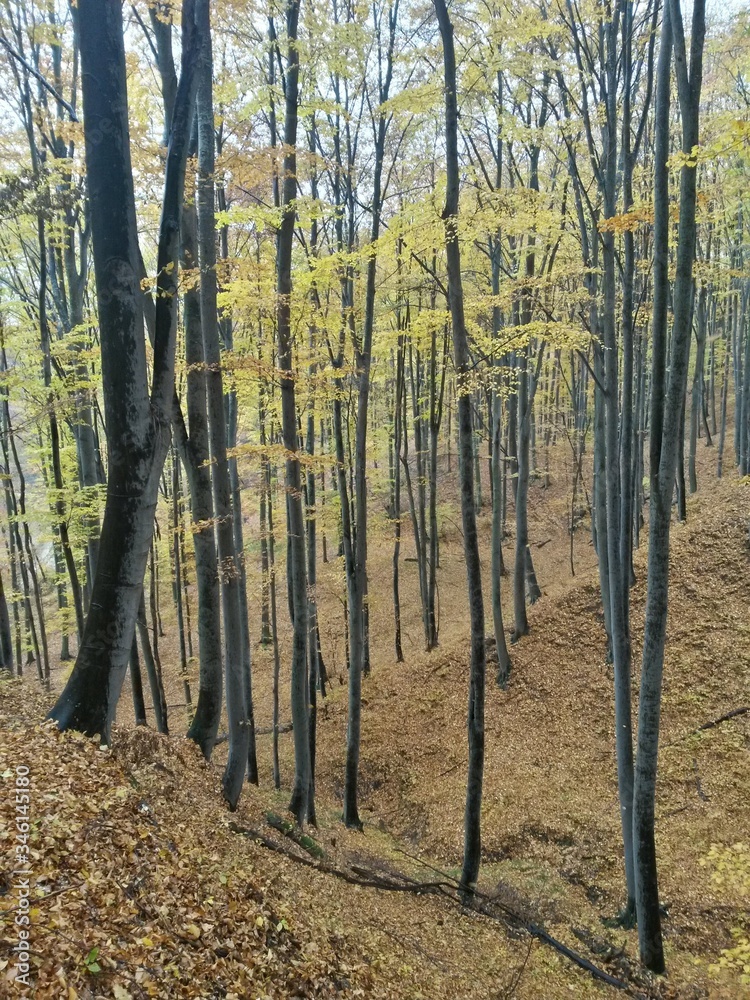 Obraz premium golden forest leaves in autumn season on sunny day