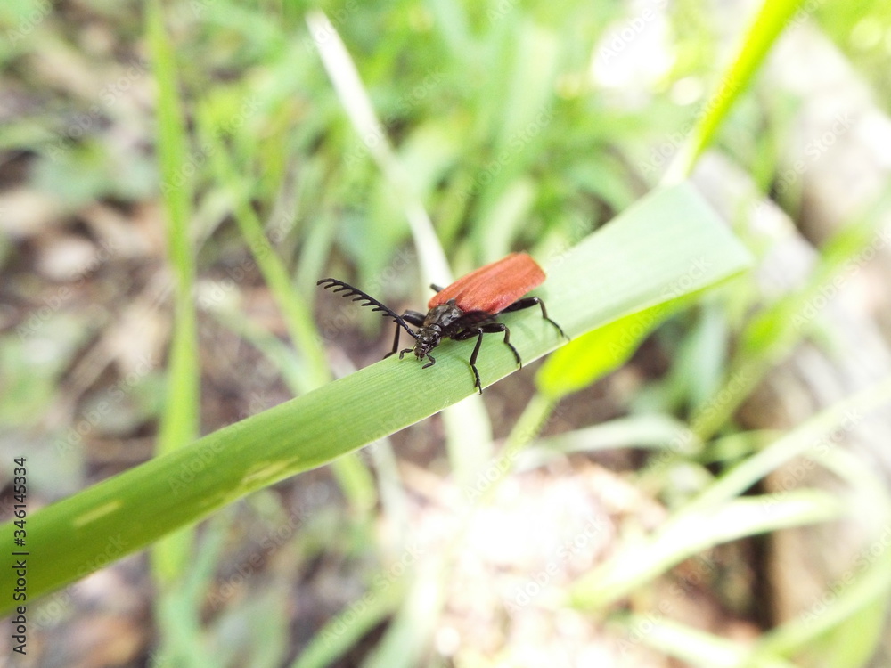 アカハネムシ redwing bug