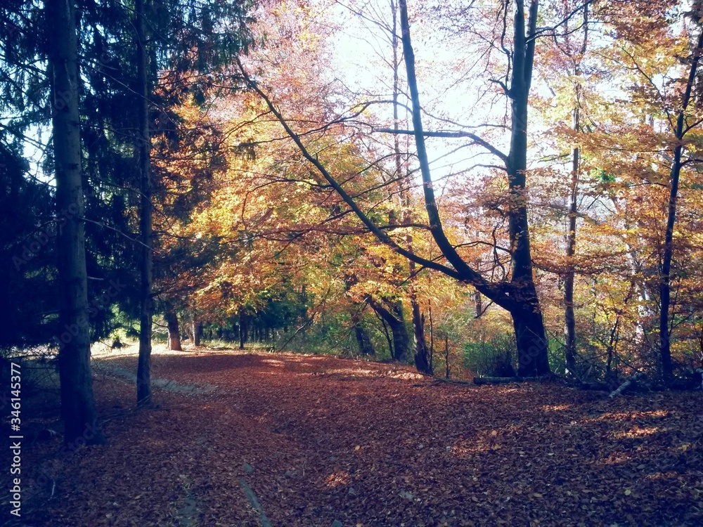 Obraz premium golden forest leaves in autumn season on sunny day