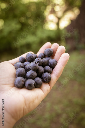 I hold freshly picked blueberries in my hand