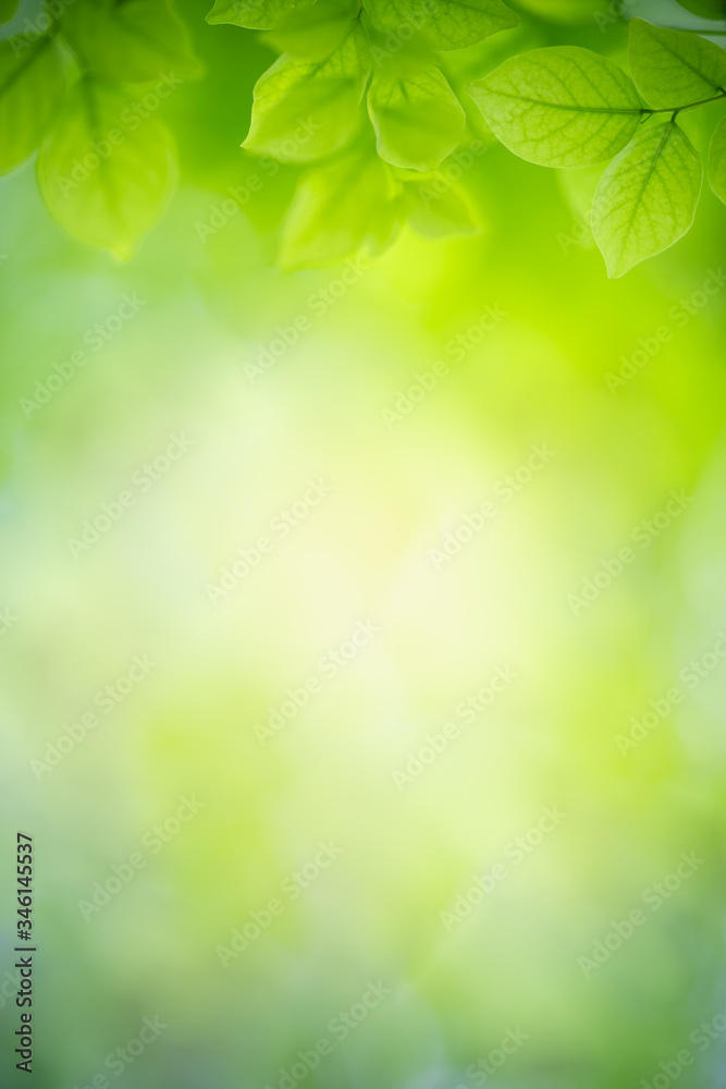 Nature of green leaf in garden at summer. Natural green leaves plants using as spring background cover page greenery environment ecology wallpaper