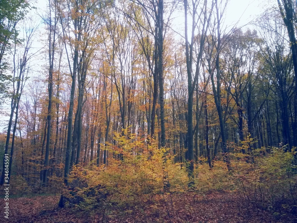 golden forest leaves in autumn season on sunny day