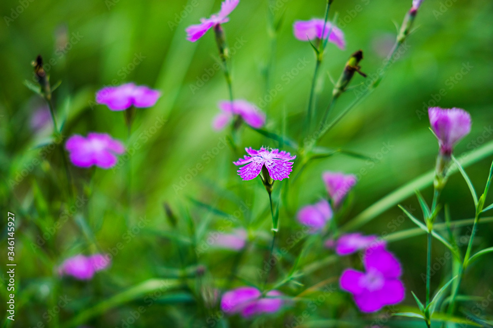 Lilac wildflowers on a background of bright green grass. Natural background. Soft focus. Lilac wildflowers on a background of bright green grass. Natural background. Soft focus.