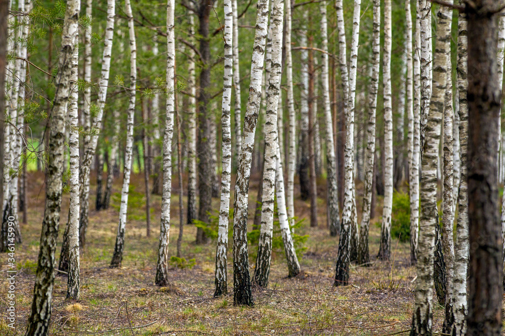 The Dense summer birch grove trees The Dense summer birch grove trees