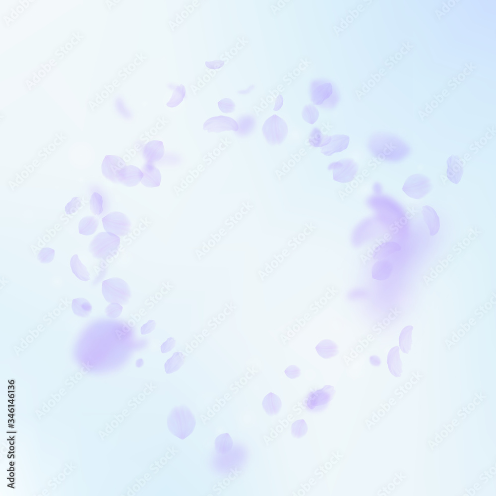 Violet flower petals falling down. Dazzling romant Violet flower petals falling down. Dazzling romant