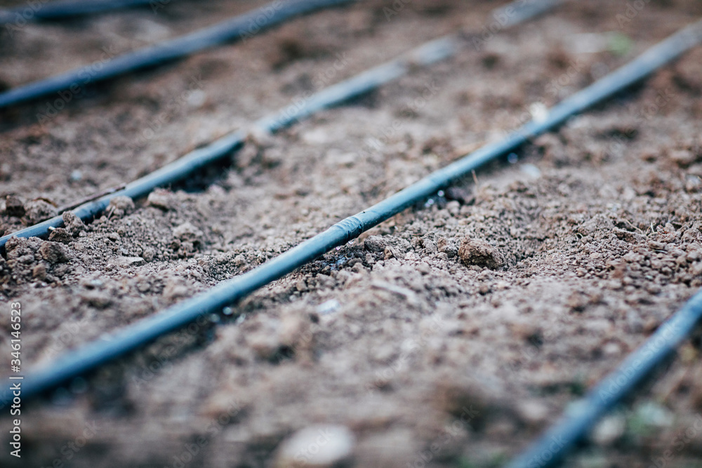 Irrigation system on the plot. The hose is laid out on the ground and ready for watering. Irrigation system on the plot. The hose is laid out on the ground and ready for watering.