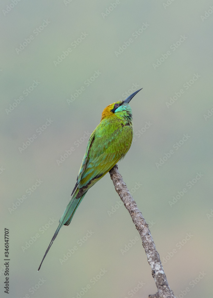 Obraz premium bee eater bird